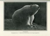 <i>W. G. Burn Murdoch</i><br>Modern whaling & bear-hunting…