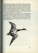 <i>C. Rocher</i><br>La chasse des canards.<br>Ouvrage réalisé avec les souvenirs et le carnet de chasse<br>de René Dupeyron