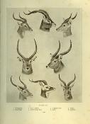 <i>R. Lydekker</i><br>The game animals of Africa