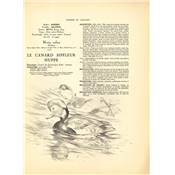 <i>R. Reboussin</i><br>L'oiseau chez lui.<br>Oiseaux de mer et de rivages