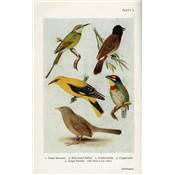 <i>H. Whistler</i><br>Popular handbook of Indian birds