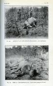 <i>L. Lavauden</i><br>Les grands animaux de chasse<br>de l'Afrique française<br>(A.O.F., A.E.F. et Cameroun)