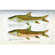 <i>A. St. J. Macdonald</i><br>Circumventing the mahseer<br>and other sporting fish in India and Burma