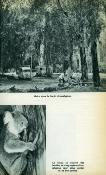 <i>A. Mahuzier</i><br>Au pays des kangourous