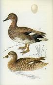 <i>J. Felix</i><br>A colour guide to familiar<br>marshland and freshwater birds