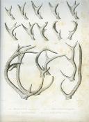 <i>J. Pucheran</i><br>Monographie des espèces du genre cerf