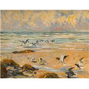<i>R. Reboussin</i><br>L'oiseau chez lui.<br>Oiseaux de mer et de rivages