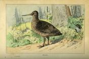 <i>L. Boussenard</i><br>La chasse à tir mise à la portée de tous.<br>Le fusil, le chien, le chasseur, le gibier, les ennemis du gibier,<br>jurisprudence et législation