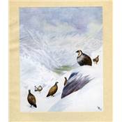 <i>L. B. Rundall</i><br>The ibex of Sha-ping<br>and other Himalayan studies