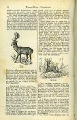 <i>H. Coupin</i><br>Animaux de nos pays