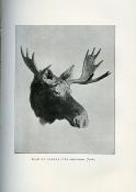 <i>P. Niedieck</i><br>Mes chasses<br>dans les cinq parties du monde