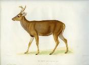 <i>J. Pucheran</i><br>Monographie des espèces du genre cerf
