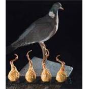 <i>B. Violier</i><br>La cuisine du gibier à plume d'Europe<br>dans l'art de la chasse
