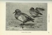 <i>R. Gravigny</i><br>La chasse et les chiens.<br>Vade-mecum du chasseur à tir