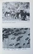 <i>A. R. E. Sinclair</i><br>The African Buffalo.<br>A study of resource limitation of populations