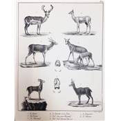 <i>J.-J. Baudrillart & M. de Quingery</i><br>Dictionnaire des chasses