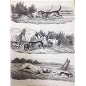 <i>J.-J. Baudrillart & M. de Quingery</i><br>Dictionnaire des chasses