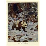 <i>T. & K. Roosevelt</i><br>Trailing the giant panda