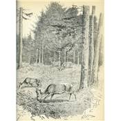 <i>J. de Witt</i><br>Émotions de chasse