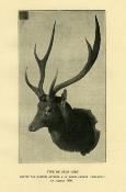 <i>G. Antelme</i><br>La chasse aux cerfs à l'Île Maurice