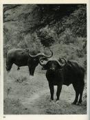 <i>P. Letellier</i><br>Animaux d'Afrique