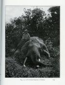 <i>M. Calmeyn</i><br>Au Congo belge.<br>Chasses à l'éléphant,<br>les indigènes, l'administration