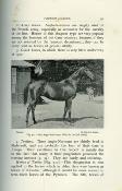 <i>M. H. Hayes</i><br>Points of the horse