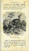 <i>F. Hoffmann</i><br>La colonie du Cap.<br>Aventures de voyages