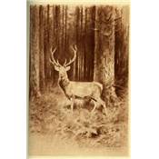 <i>P. Bachelard</i><br>En chassant des Vosges aux Carpathes