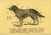 <i>L. de Lajarrige</i><br>Manuel pratique de l'amateur de chiens...
