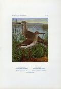 <i>A. Masclef</i><br>Histoire naturelle cynégétique<br>de France et des pays limitrophes