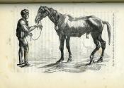 <i>B.-J. Mercier </i><br>Le cheval et son élevage en Suisse