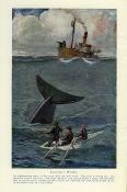 <i>W. G. Burn Murdoch</i><br>Modern whaling & bear-hunting…