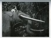 <i>M. Calmeyn</i><br>Au Congo belge.<br>Chasses à l'éléphant,<br>les indigènes, l'administration