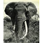<i>C.-A. Vaucher</i><br>Nature sauvage dans l'est africain