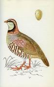 <i>J. Felix</i><br>A colour guide to familiar<br>sea and coastal birds,<br>woodland & hill birds,<br>mammals.