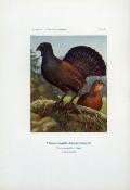 <i>A. Masclef</i><br>Histoire naturelle cynégétique<br>de France et des pays limitrophes