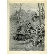 <i>G. Lanorville</i><br>Les chasses au sanglier
