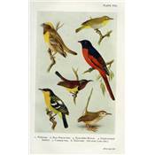 <i>H. Whistler</i><br>Popular handbook of Indian birds