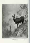 <i>C. Chavane</i><br>Faune et chasses en montagne
