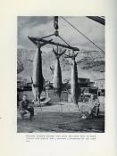 <i>S. K. Farrington</i><br>Pacific game fishing