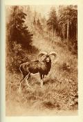<i>P. Bachelard</i><br>En chassant des Vosges aux Carpathes