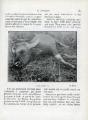 <i>P. Bouvard & F. Millet</i><br>Dalat.<br>La chasse au Lang-Bian.<br>Nouveau guide illustré