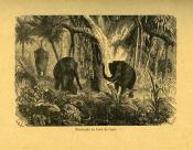 <i>P. Frédé</i><br>Une chasse à l'éléphant dans l'île de Ceylan,<br><i>suivie de</i><br> Le dernier loup d'Angleterre