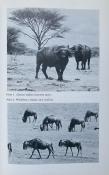 <i>A. R. E. Sinclair</i><br>The African Buffalo.<br>A study of resource limitation of populations