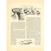 <i>R. Reboussin</i><br>L'oiseau chez lui.<br>Oiseaux de mer et de rivages
