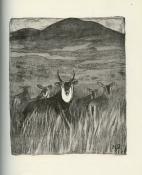 <i>A. Demaison</i><br>Le livre des bêtes qu'on appelle sauvages