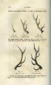 <i>Baron de Lage de Chaillou,<br>A. de la Rue<br>& marquis de Cherville</i><br>Nouveau traité des chasses…<br>Chasses à courre
