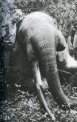 <i>G. Tré-Hardy</i><br>Kota doli (tirage de tête).<br>Mémoires d'éléphants<br>et autres chasses d'Afrique