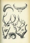 <i>R. Ward</i><br>The sportsman's handbook<br>to collecting and<br>preserving trophies